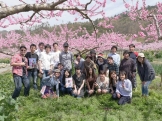 山梨県笛吹市「田中農園」に桃のお花見に行ってきました!