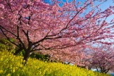 河津桜の季節、わさび丼の聖地“河津”の注目グルメ