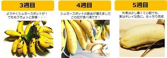 もっとも味が良いと言われる島バナナの秘密 ロケーションジャパン マルシェ 地域のとっておきを100 ご当地グルメ通信販売